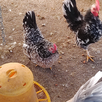 Galline serama