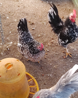 Galline serama