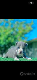 Amstaff blu occhi blu pedigree enci