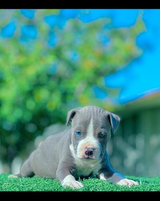 Amstaff blu occhi blu pedigree enci
