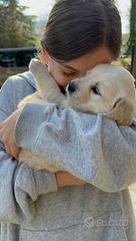 Cuccioli Golden Retriever con pedigree