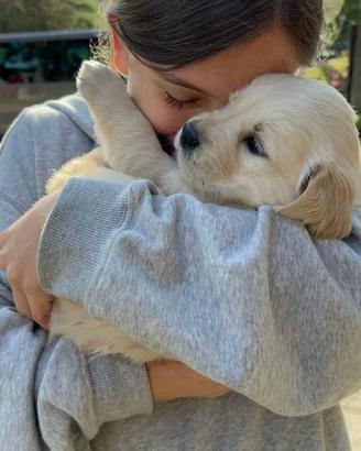 Cuccioli Golden Retriever con pedigree