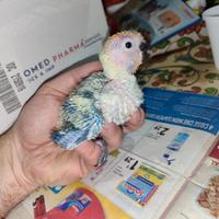 Pullo di conuro del sole