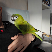 Pappagallo ara nobilis allevato a mano