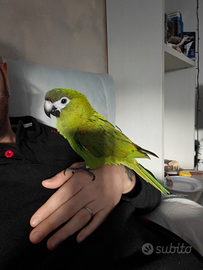 Pappagallo ara nobilis allevato a mano