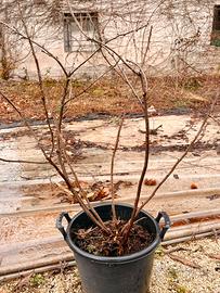 Pianta di ribes