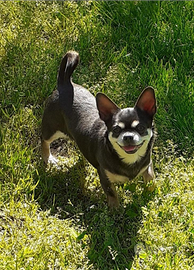 Chihuahua femmina adulta