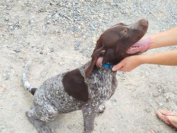 Cucciolo Maschio Cane da tartufi