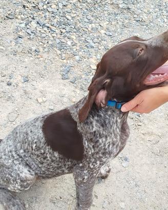 Cucciolo Maschio Cane da tartufi
