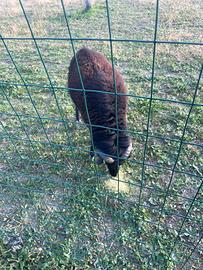 Coppia pecore Quassant