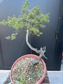 Bonsai pino silvestre
