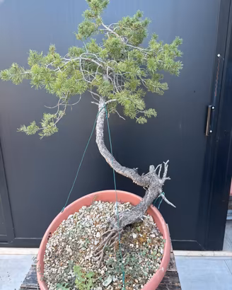Bonsai pino silvestre