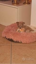 Disponibile cucciola chihuahua