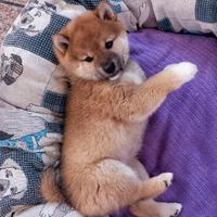 Shiba inu femmina rossa pedigree
