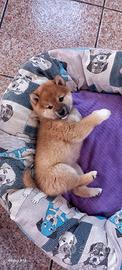 Shiba inu femmina rossa pedigree
