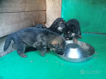 Cuccioli di pastore tedesco con pedigree