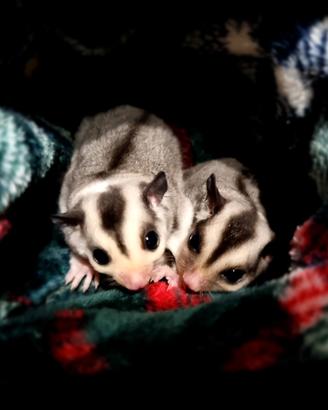 BABY petauro dello zucchero