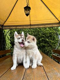 Cuccioli di Siberian Husky