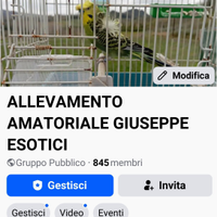 Cocorite Animali Esotici Uccelli Pappagalli Volati