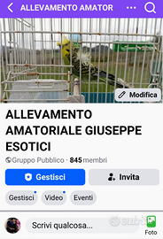 Cocorite Animali Esotici Uccelli Pappagalli Volati