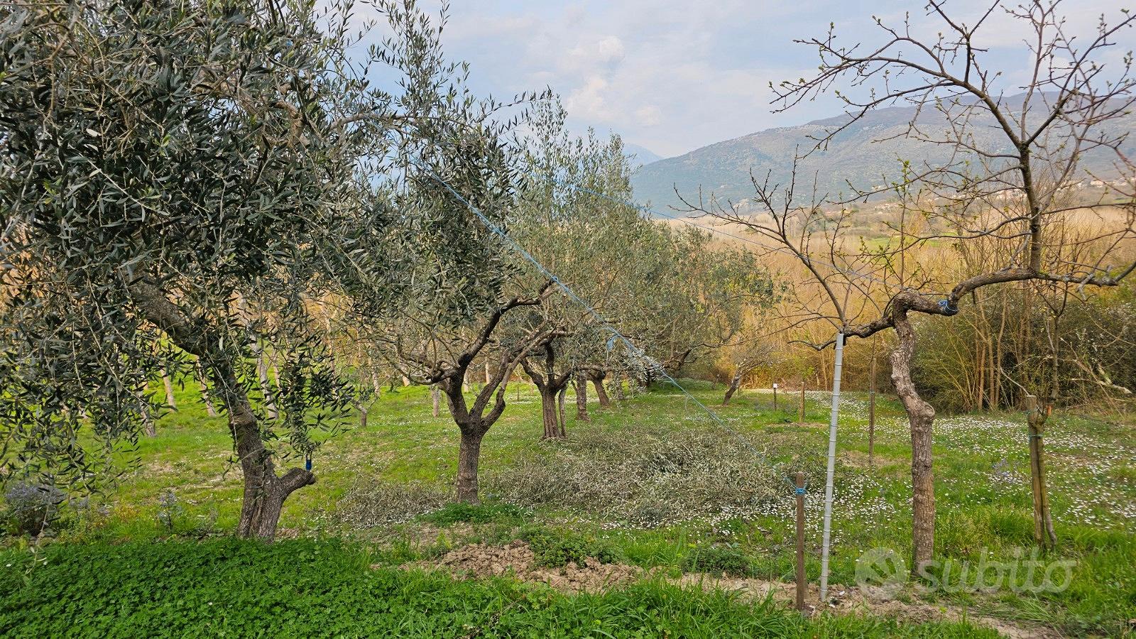 Terreno agricolo con ulivi - Vista 6
