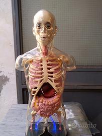 Torso anatomico corpo umano