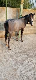 Welsh maschio