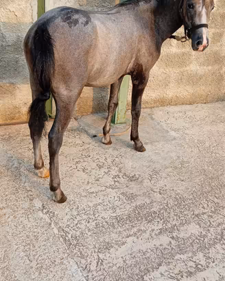 Welsh maschio