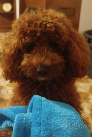 Barboncino Toy/nano red disponibile x monta