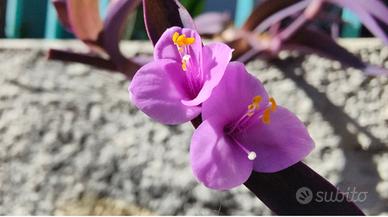 Pianta Tradescantia pallida