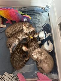 Cuccioli bengala