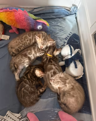 Cuccioli bengala