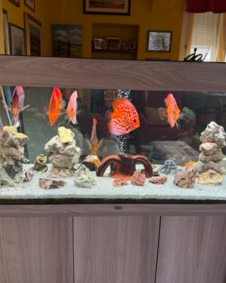 Acquario Juwel  rio 180 con pesci