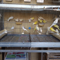 Canarini giallo avorio occhi rossi e portatori