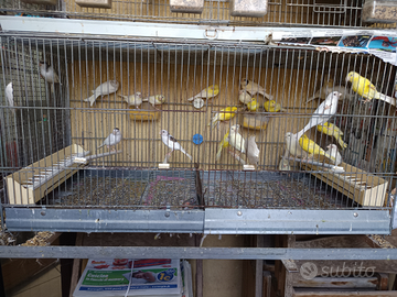 Canarini giallo avorio occhi rossi e portatori