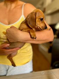 Cuccioli di Bassotto Nano Keninchen