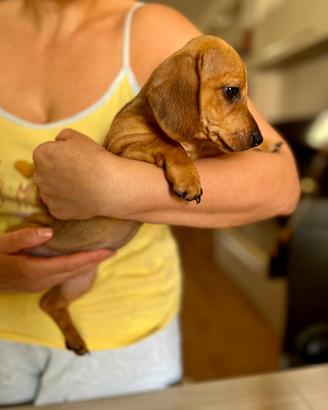Cuccioli di Bassotto Nano Keninchen