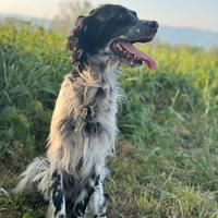 Setter inglese femmina da caccia ( Gratis )