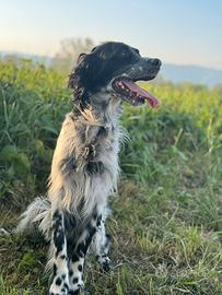 Setter inglese femmina da caccia ( Gratis )