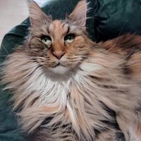 Maine coon (leggere bene)