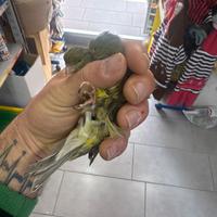 Canarini arricciati del nord