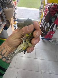 Canarini arricciati del nord