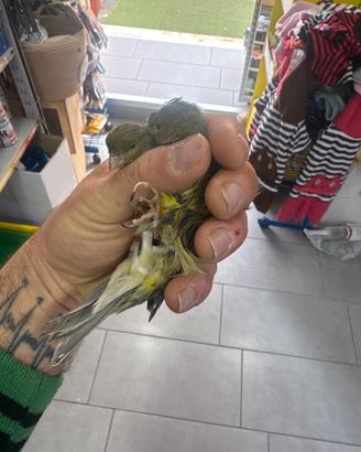 Canarini arricciati del nord