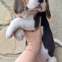 Maschietto Beagle Elisabeth