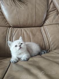 Cucciola di British Shorthair  di 90 giorni