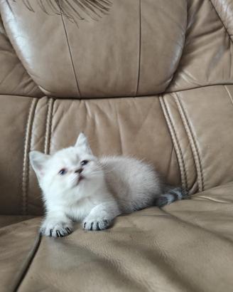 Cucciola di British Shorthair  di 90 giorni