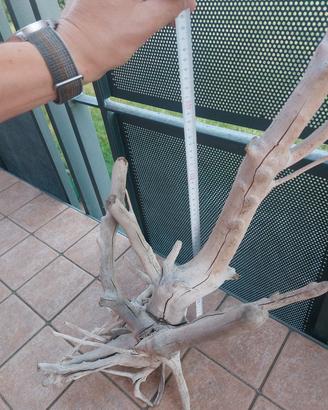 tronco per acquario / tillandsie/ ornamentale