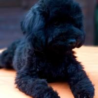 Cucciola Di Barboncino