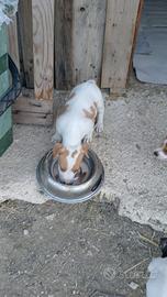 Cucciolo jack Russell terrier