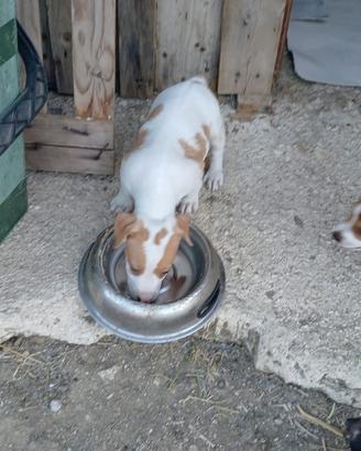Cucciolo jack Russell terrier